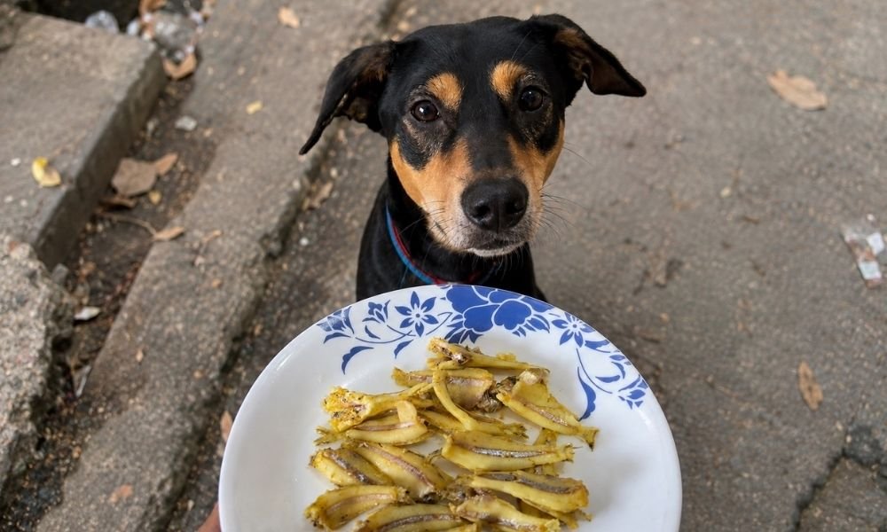Homemade food for street dogs in India, fish meal for dogs