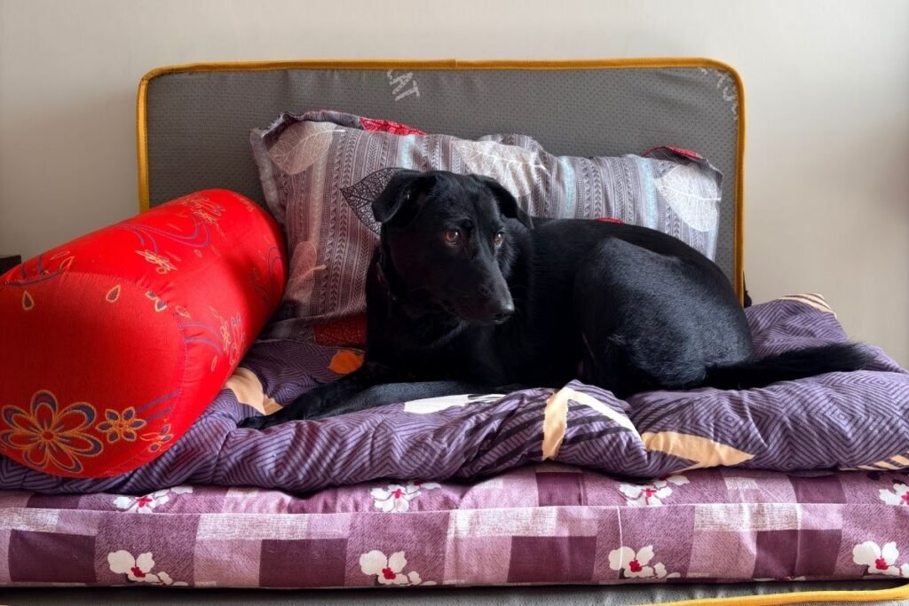 How to Introduce a New adopted Dog to Your Existing Pets?