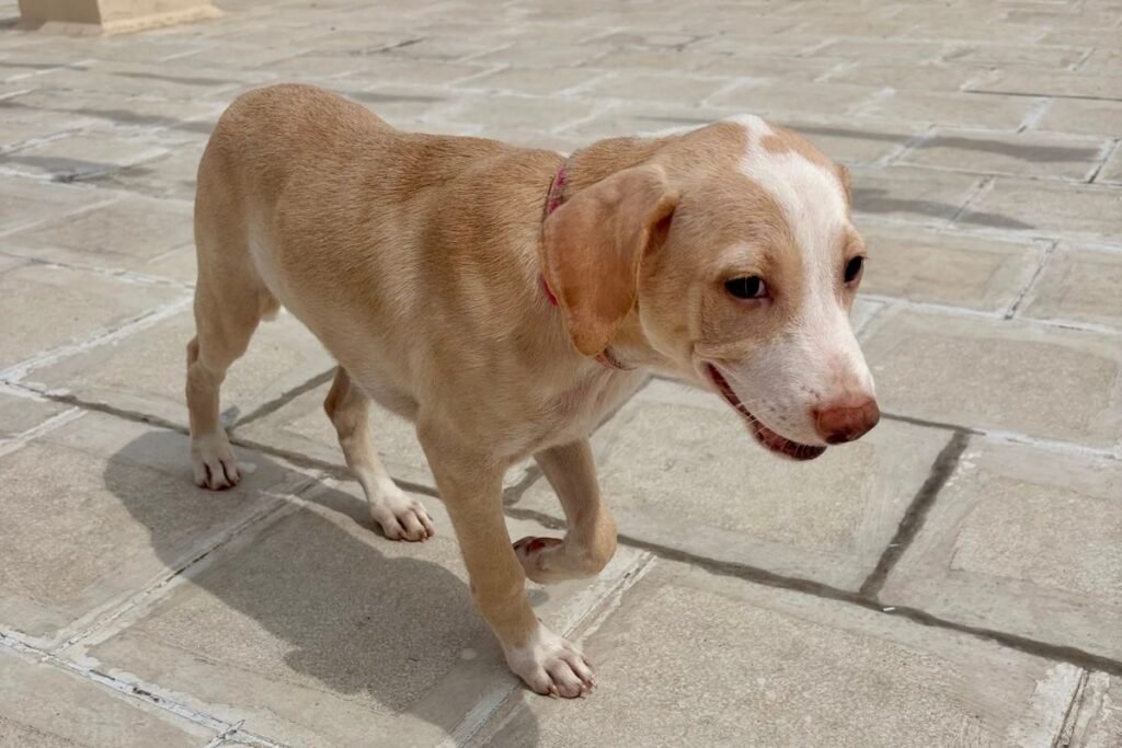 How to Introduce a New Rescue Dog to Your Existing Pets?
