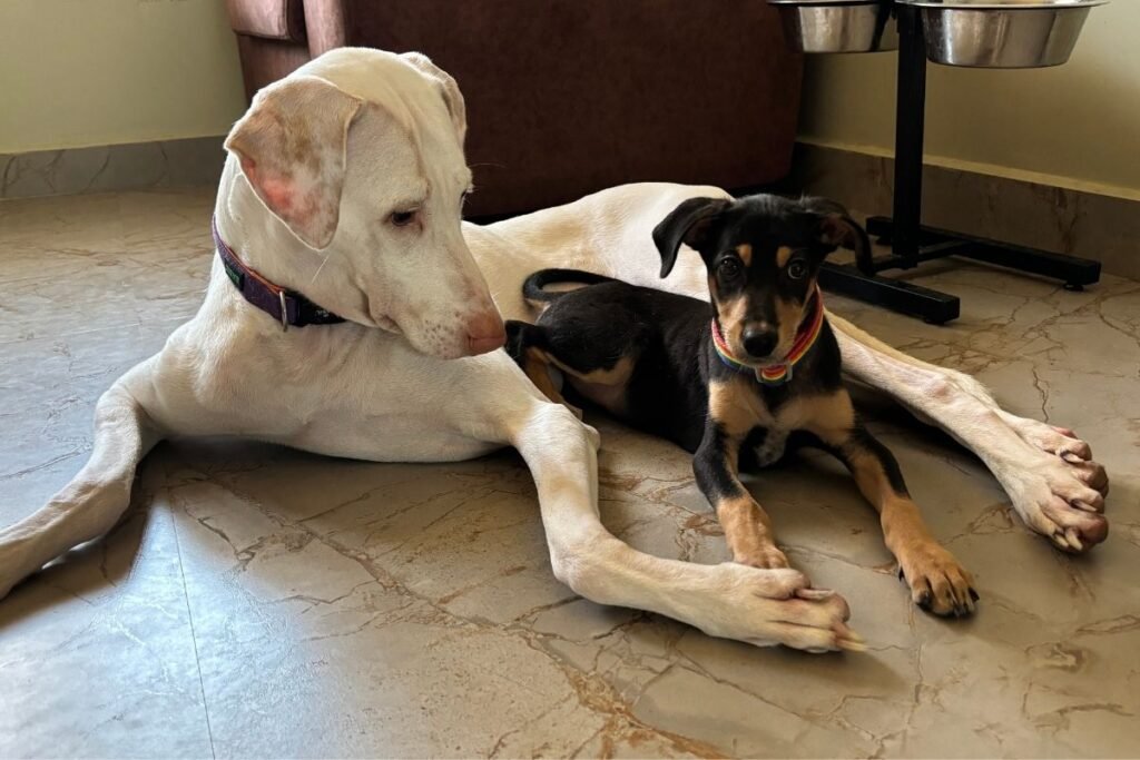 How to Introduce a New Rescue Dog to Your Existing Pets How to introduce a new rescue dog to your existing pets